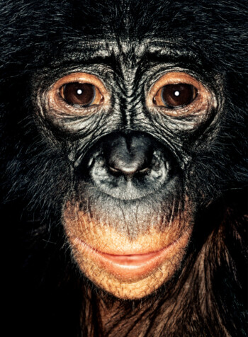 Bonobo; Republic of Congo; Male; 2 years