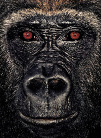 Gorilla; Republic of Congo; Male; 9 years