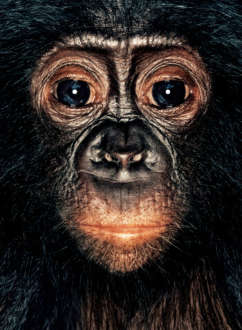 Bonobo; Republic of Congo; Female; 2 years