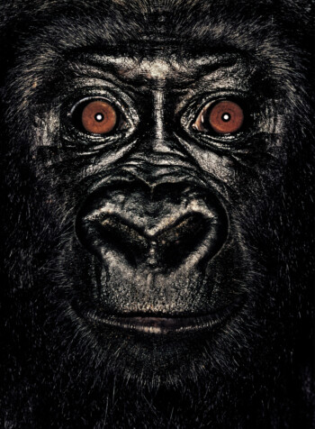 Gorilla; Republic of Congo; Female; 4 years