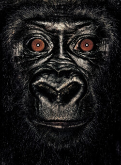 Gorilla; Republic of Congo; Female; 4 years