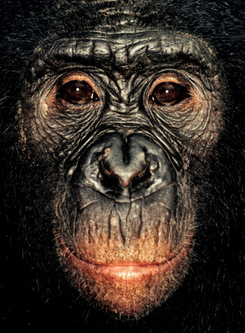 Bonobo; Republic of Congo; Male; 7 years