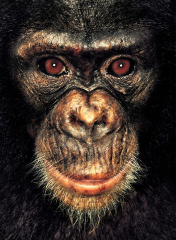 Chimpanzee; Cameroon; Female; 2 years Achille was left by an expatriate family who had kept her as pet in Bankim. In very bad condition on arrival, with suspected meningitis, but when I photographed him, he was well on road to recovery and learning how to integrate with his new chimp friends at the sanctuary. He had lots of energy and hurled himself onto my shoulders getting me to carry him around.