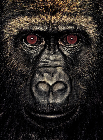 Gorilla; Cameroon; Male; 3 years