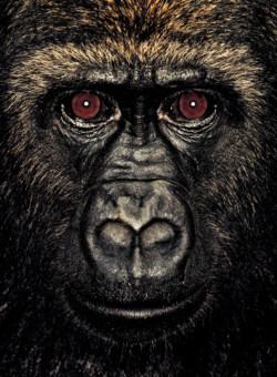 Gorilla; Cameroon; Male; 3 years