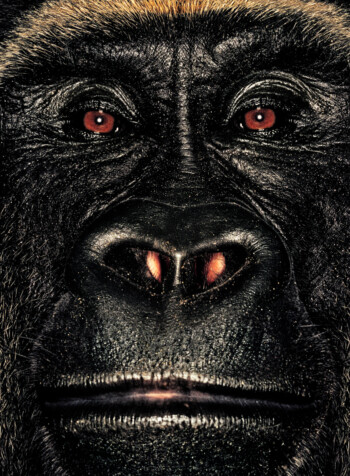 Gorilla; Republic of Congo; Male; 14 years