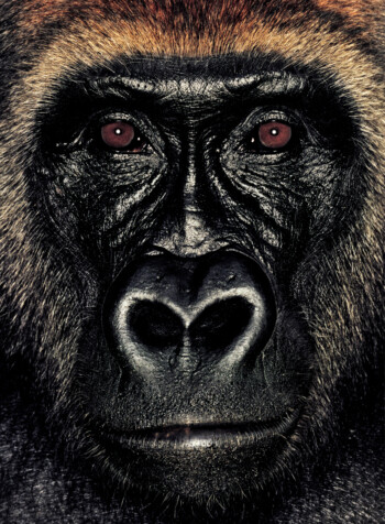 Gorilla; Republic of Congo; Female; 8 Years