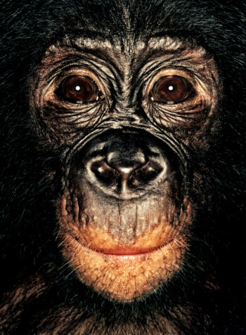 Bonobo; Republic of Congo; Female; 4 years