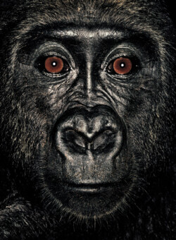 Gorilla; Republic of Congo; Female; 4 years