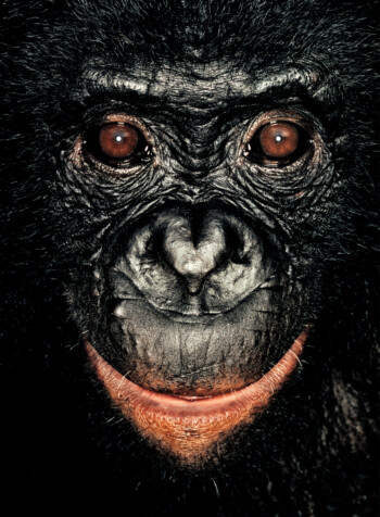 Bonobo; Republic of Congo; Female; 3 years