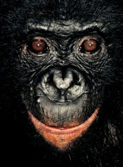 Bonobo; Republic of Congo; Female; 3 years