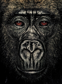 Gorilla; Republic of Congo; Female; 4 years