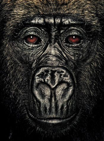 Gorilla; Republic of Congo; Female; 4 years