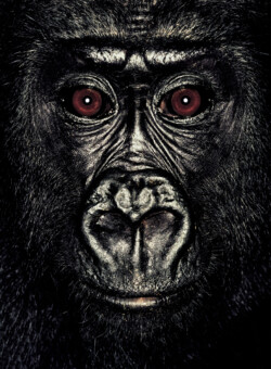 Gorilla; Republic of Congo; Male; 4 years