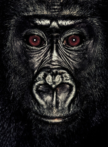 Gorilla; Republic of Congo; Male; 4 years