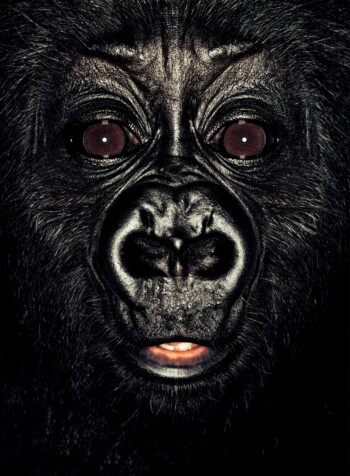 Gorilla; Cameroon; Male; 6 months