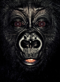 Gorilla; Cameroon; Male; 6 months