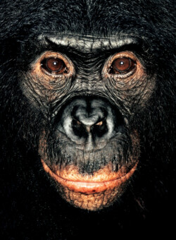 Bonobo; Republic of Congo; Female; 5 years