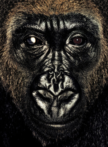 Gorilla; Nigeria; Female; 11 years