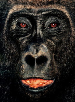 Gorilla; Republic of Congo; Male; 7 years