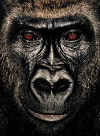 Gorilla; Republic of Congo; Female; 8 years