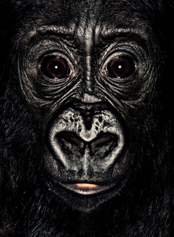 Gorilla; Germany; Female; 2 years