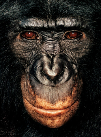 Bonobo Republic of Congo; Female; 11 years