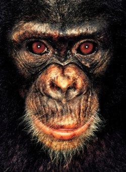 Chimpanzee; Cameroon; Female; 2 years