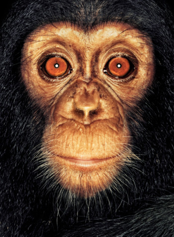 Chimpanzee; Cameroon; Male; 11 months