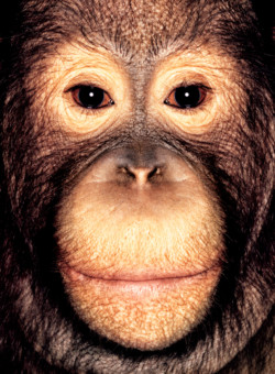 Bonny; Orangutan; Sumatra; Male; 5 years