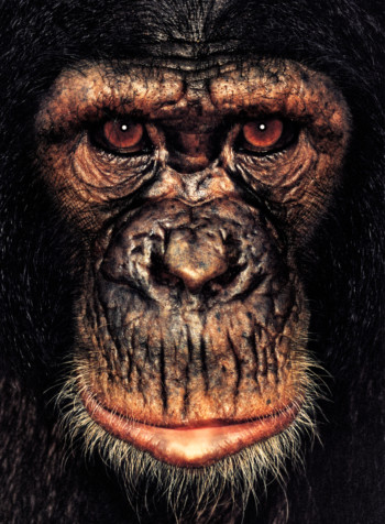 Chimpanzee; Cameroon; Female; 5 years