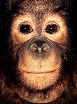 Orangutan; Sumatra; Male; 3 years