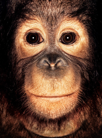 Orangutan; Sumatra; Male; 3 years