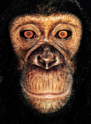 Chimpanzee; Republic of Congo; Female; 3 years