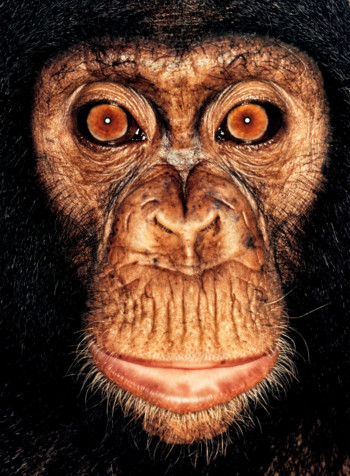 Chimpanzee; Cameroon; Male; 3 years