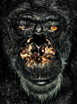 Chimpanzee; Republic of Congo; Male; 60 years (oldest Chimpanzee in Africa)