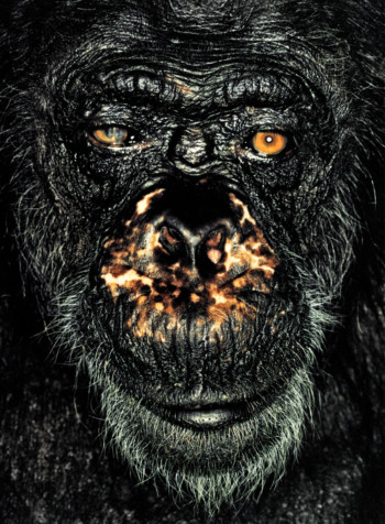 Chimpanzee; Republic of Congo; Male; 60 years (oldest Chimpanzee in Africa)