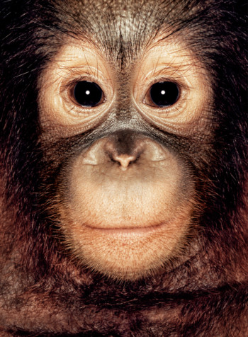 Orangutan; Indonesia; Male; 2 years