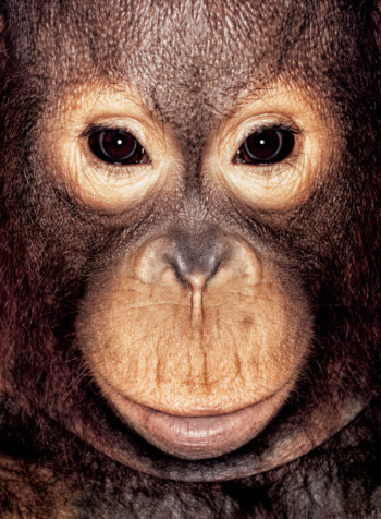 Orangutan; Indonesia; Female; 5 years