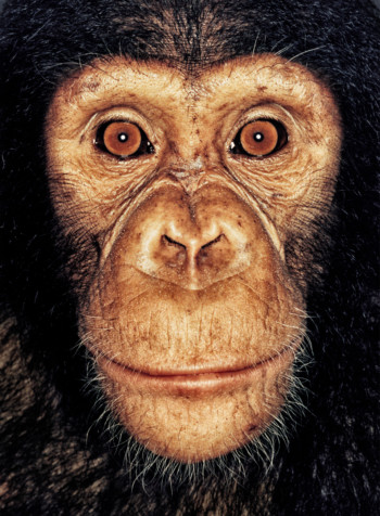 Chimpanzee; Cameroon; Male; 5 years