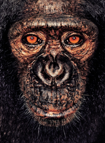 Chimpanzee; Cameroon; Male; 5 years