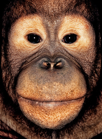 Orangutan; Indonesia; Male; 6 years