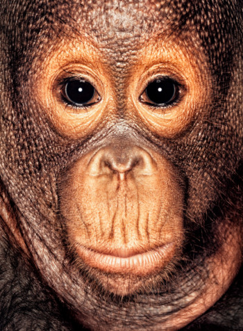 Orangutan; Indonesia; Male ; 3 years