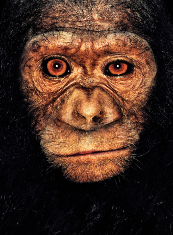 Chimpanzee; Cameroon; Female; 2 years