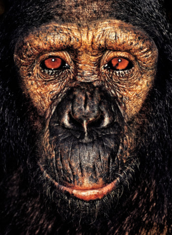Chimpanzee; Cameroon; Male; 5 years