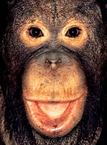 Orangutan; Indonesia; Male; 10 years