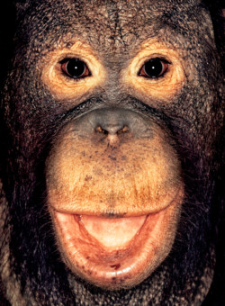 Orangutan; Indonesia; Male; 10 years