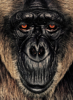 Chimpanzee; Republic of Congo; Female; 29 years