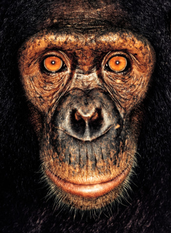Chimpanzee; Cameroon; Female; 5 years