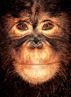 Orangutan; USA; Female; 3 years